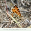 melitaea phoebe male ciscaucasia 1